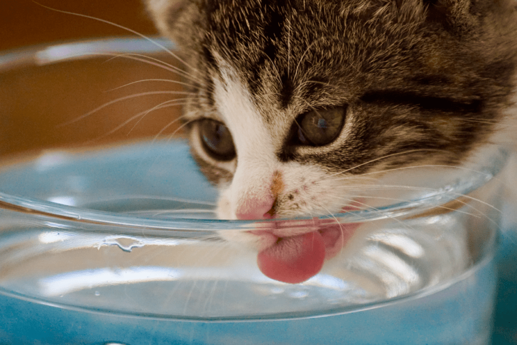 hidratación en los gatos