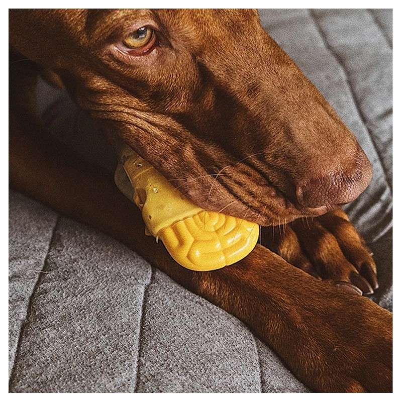 ¿Cómo prevenir enfermedades y paracitos a tu mascota? 8 Cómo prevenir enfermedades y paracitos a tu mascota